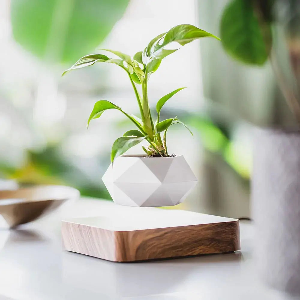 Floating Magnetic Plant Pot - Stem & Sill