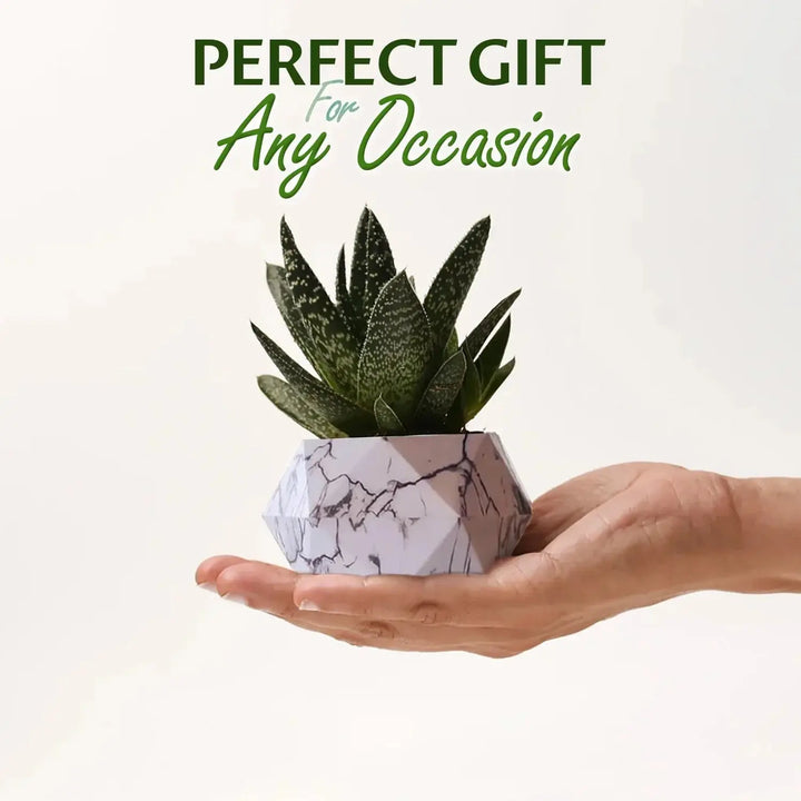 Floating Magnetic Plant Pot - Stem & Sill