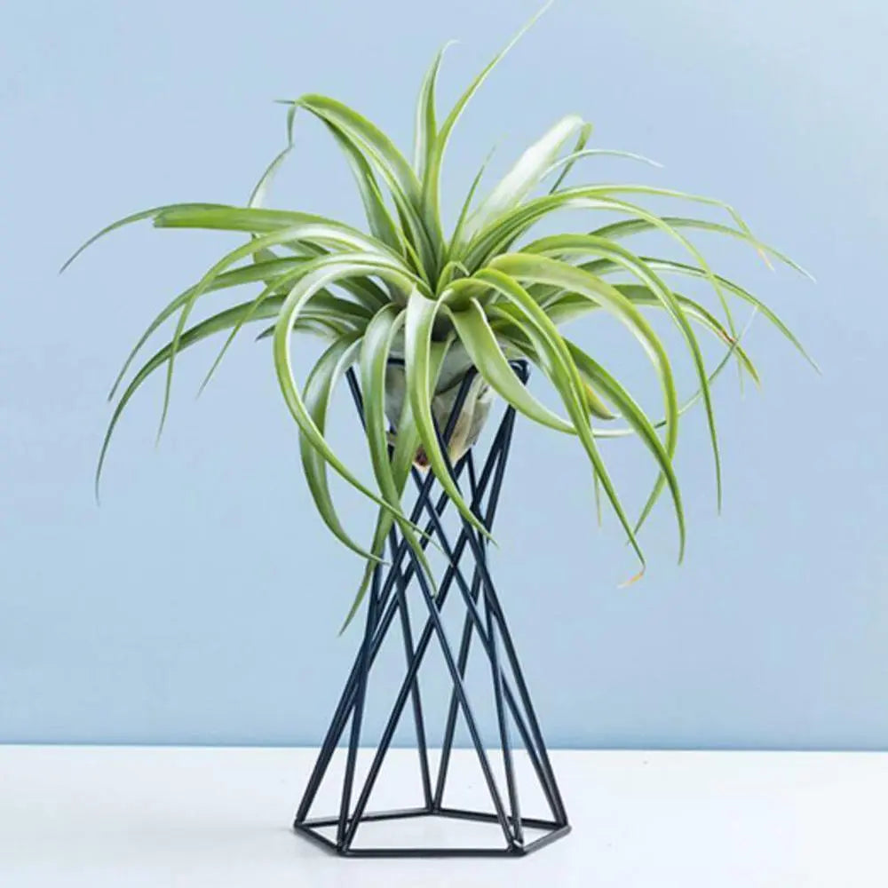  Geometric Iron Air Plant Stand Default Title - Stem & Sill