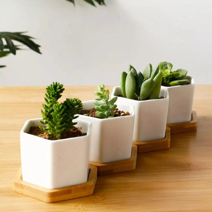 Hexagon Ceramic Planter with Bamboo Tray - Stem & Sill