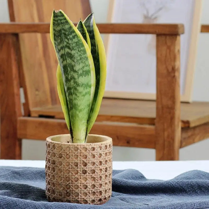 Natural Rattan Texture Cement Plant Pot - Stem & Sill