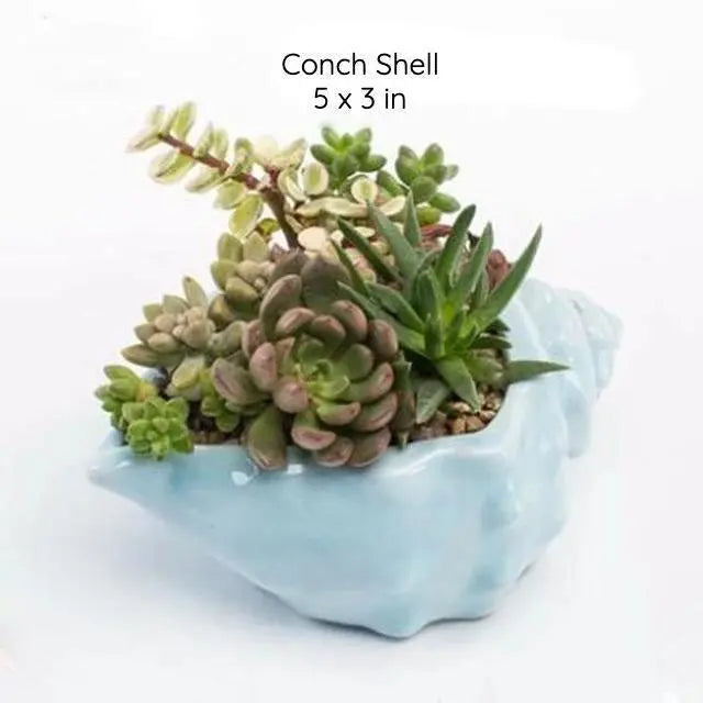 Under the Sea Succulent Planters Conch Shell - Stem & Sill