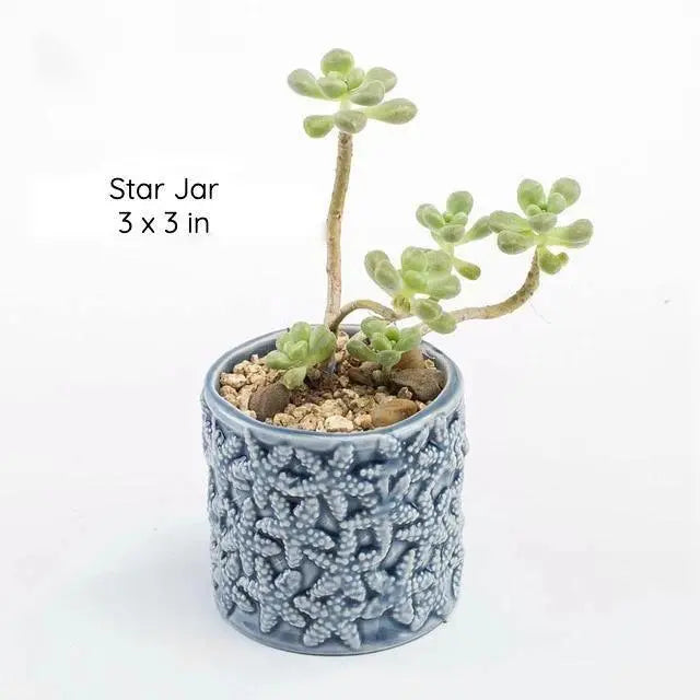 Under the Sea Succulent Planters Star Jar - Stem & Sill