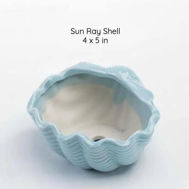 Under the Sea Succulent Planters Sun Ray Shell - Stem & Sill