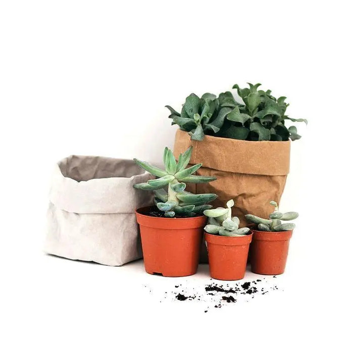 Waterproof Eco-Friendly Paper Planter Bag - Stem & Sill