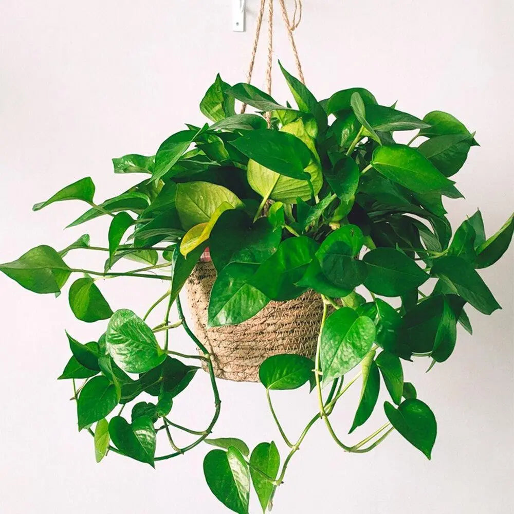 Woven Jute Rope Hanging Planter Basket - Stem & Sill