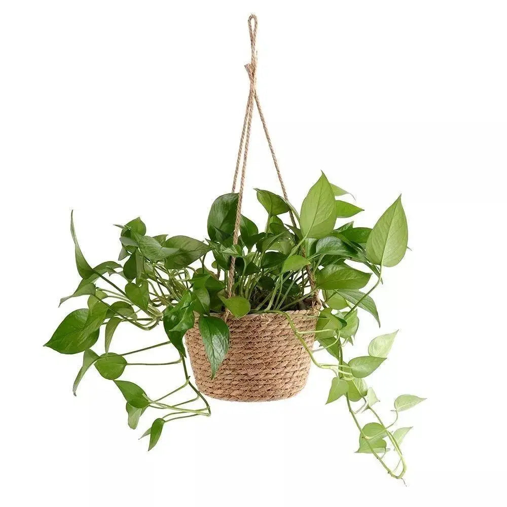 Woven Jute Rope Hanging Planter Basket - Stem & Sill